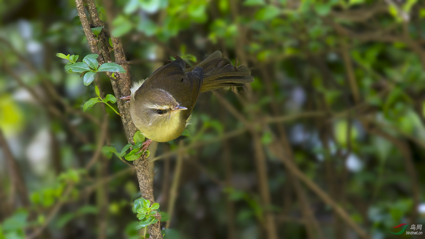 今天的黄腹树莺
