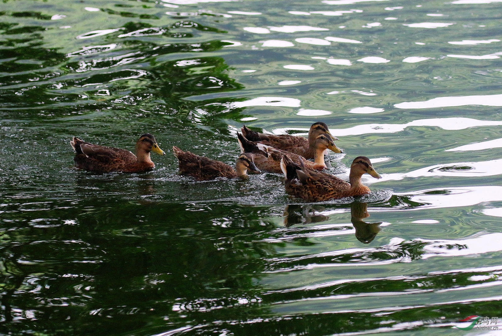 野鸭浮绿水 - 观鸟拍鸟之旅 鸟网