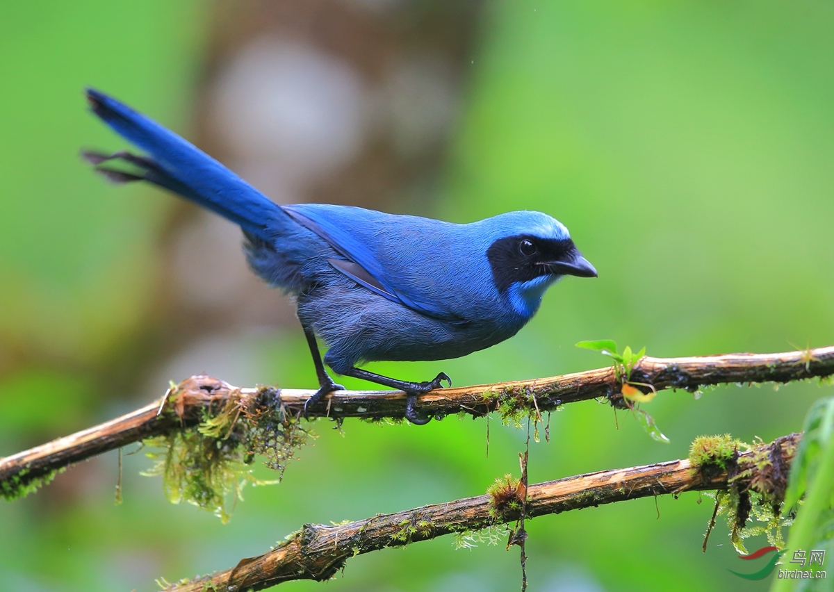 黑领蓝头鹊cyanolycaarmillata