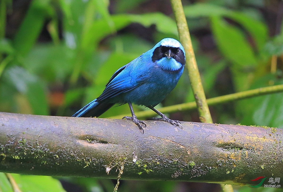 黑领蓝头鹊cyanolycaarmillata