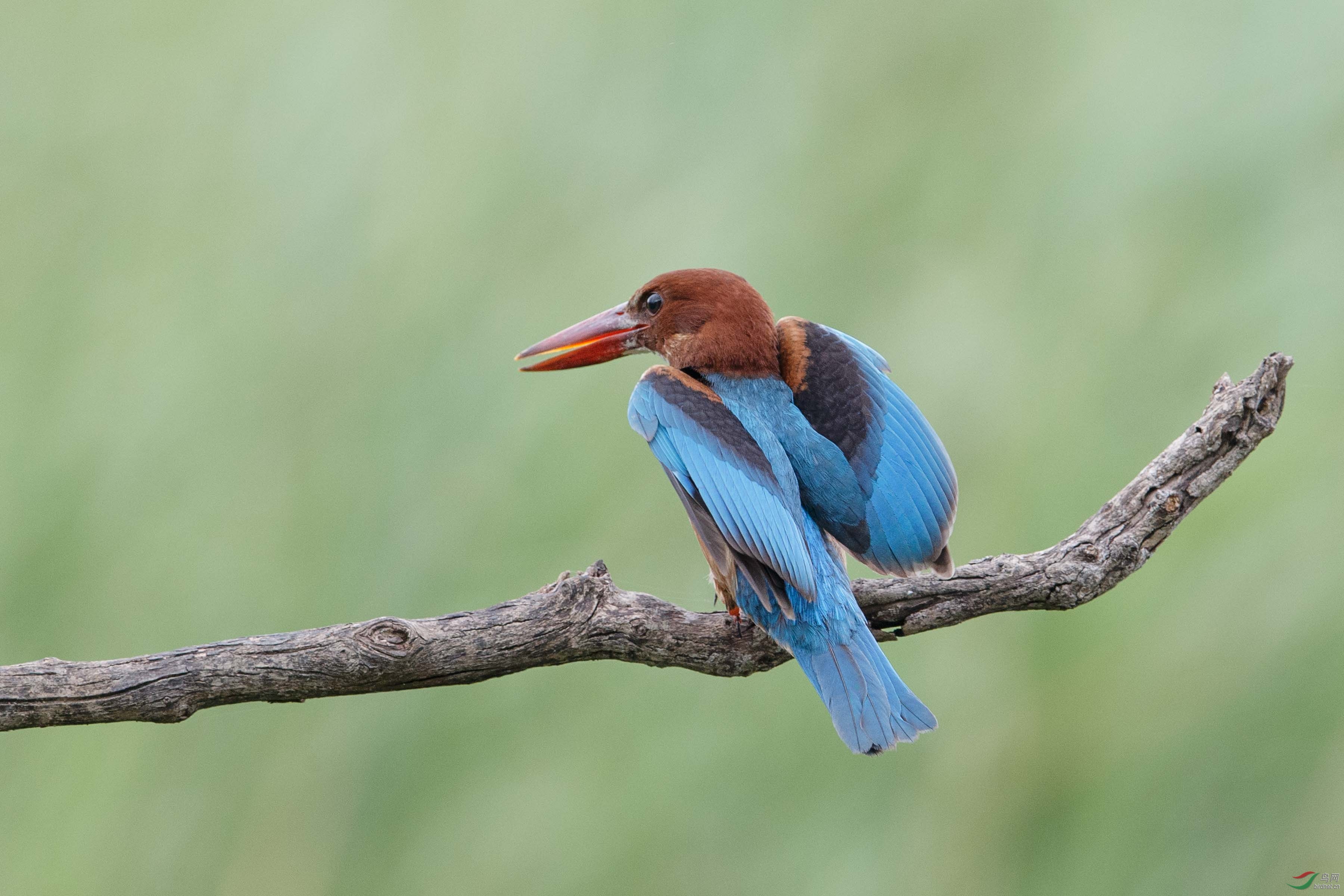 【白胸翡翠 white-breasted kingfisher】