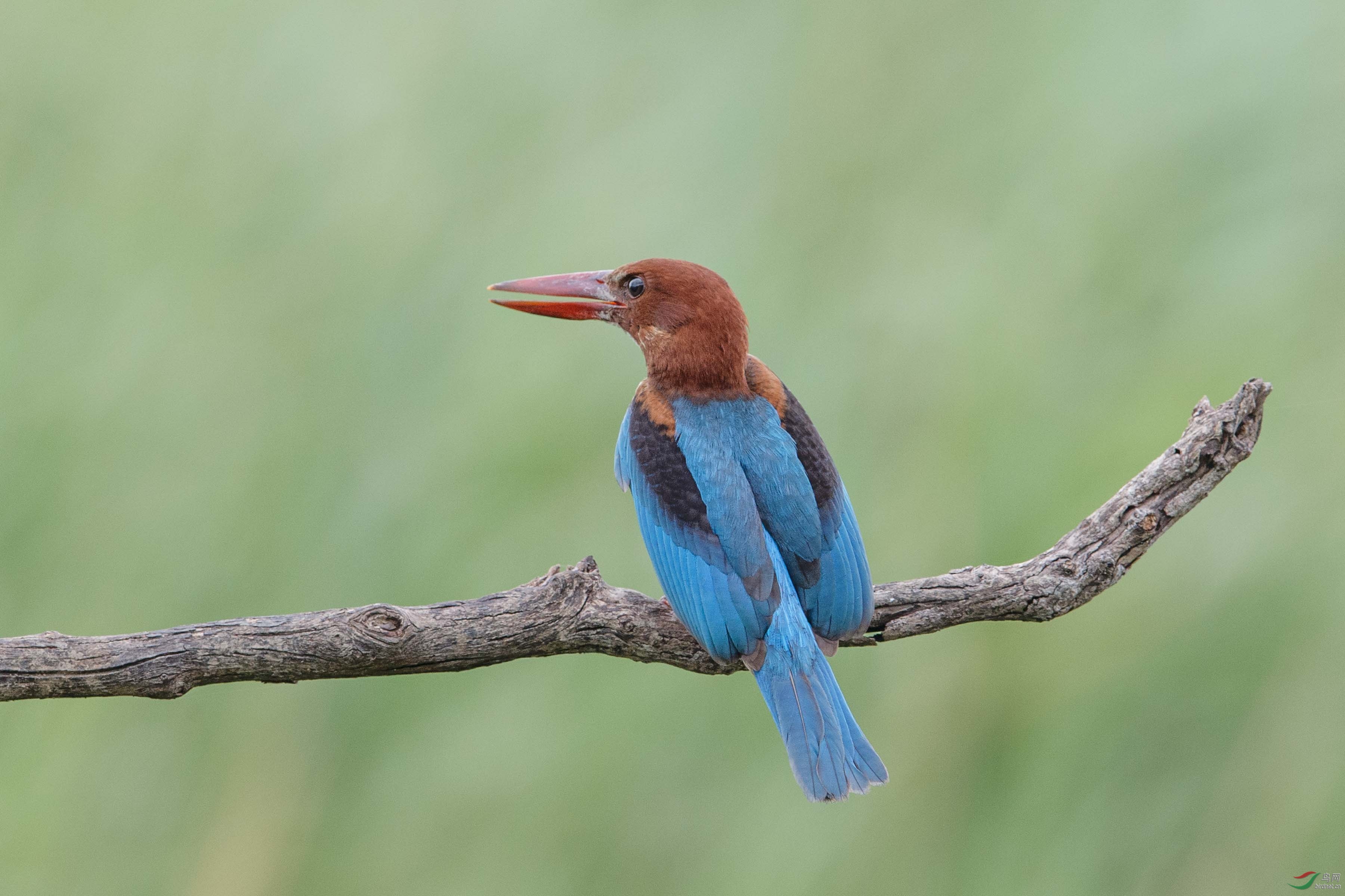 白胸翡翠whitebreastedkingfisher
