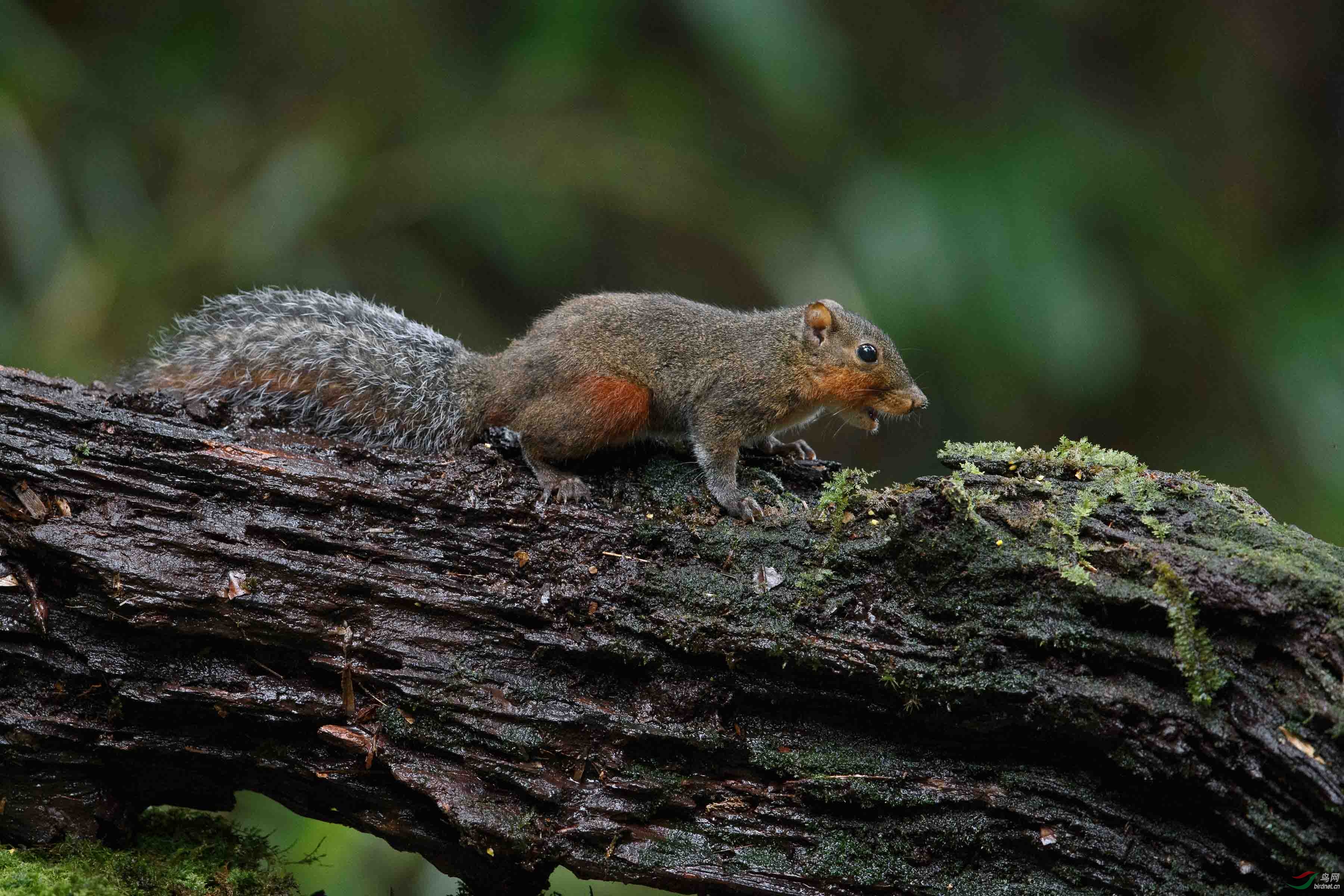 松鼠squirrel