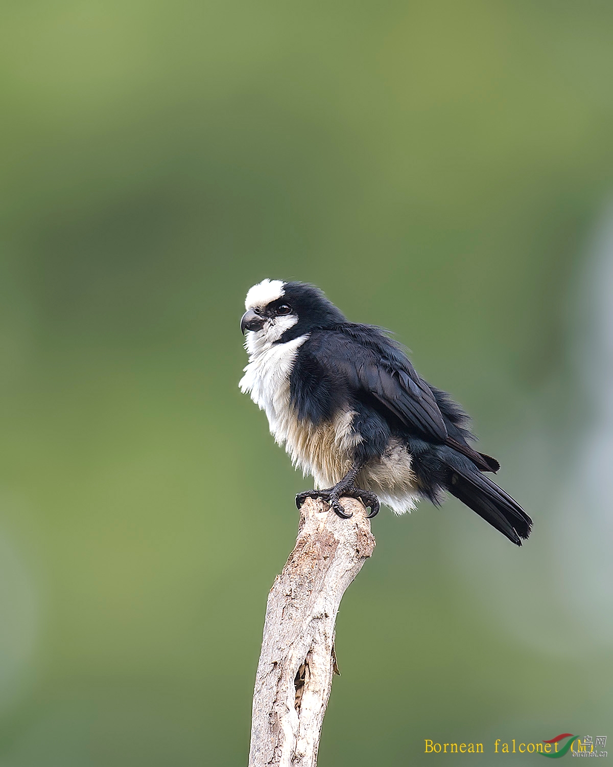 黑腿小隼bornean falconet (m)