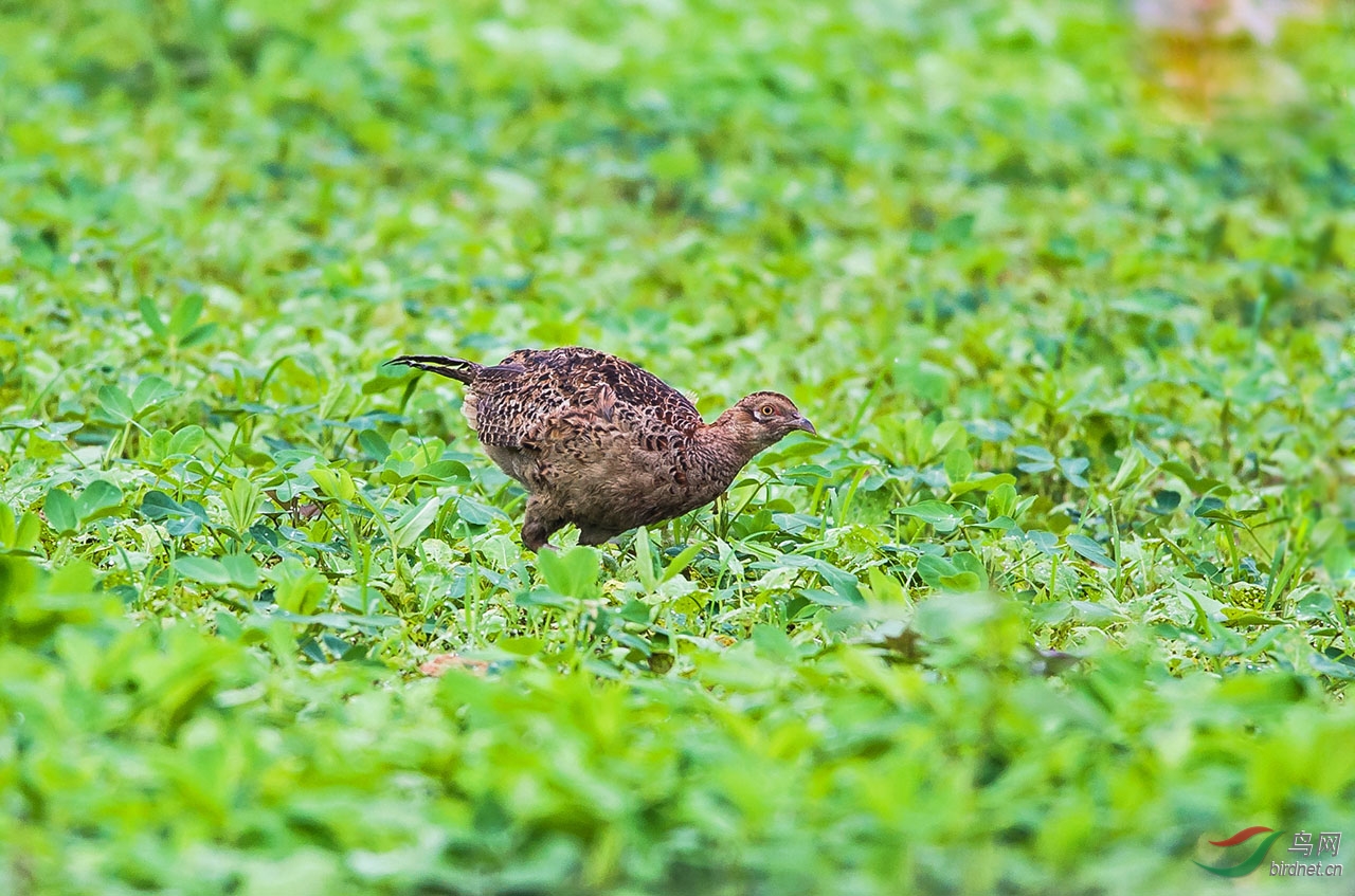 小雉鸡