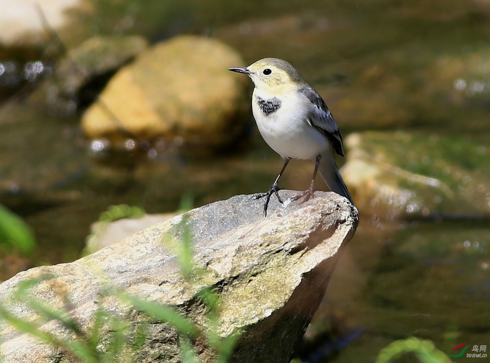 萌鸟白鹡鸰的n个姿态