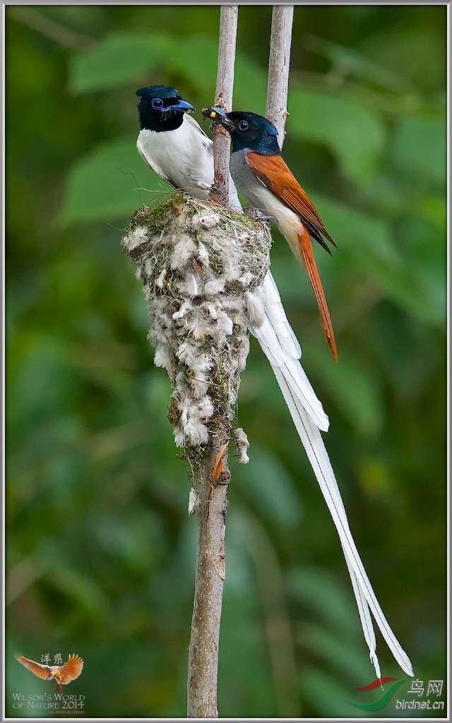 asianparadiseflycatcher