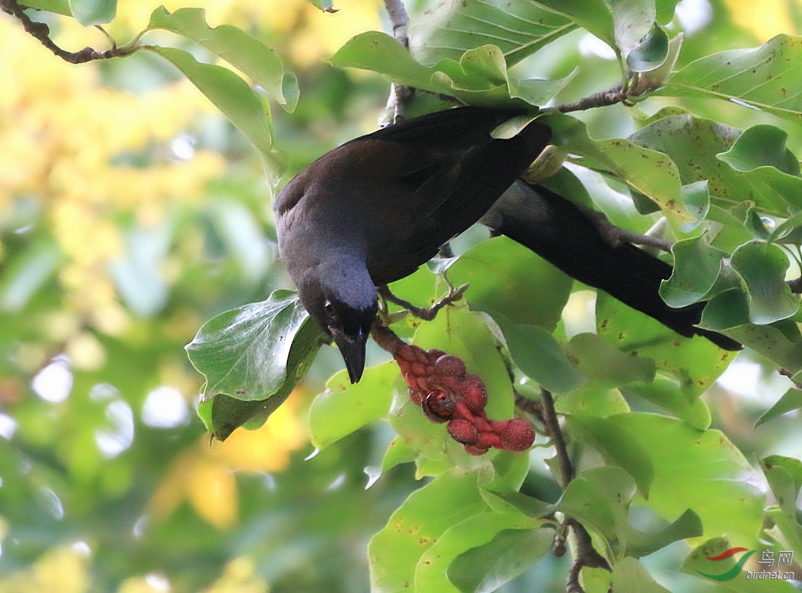鸟儿吃二乔玉兰果