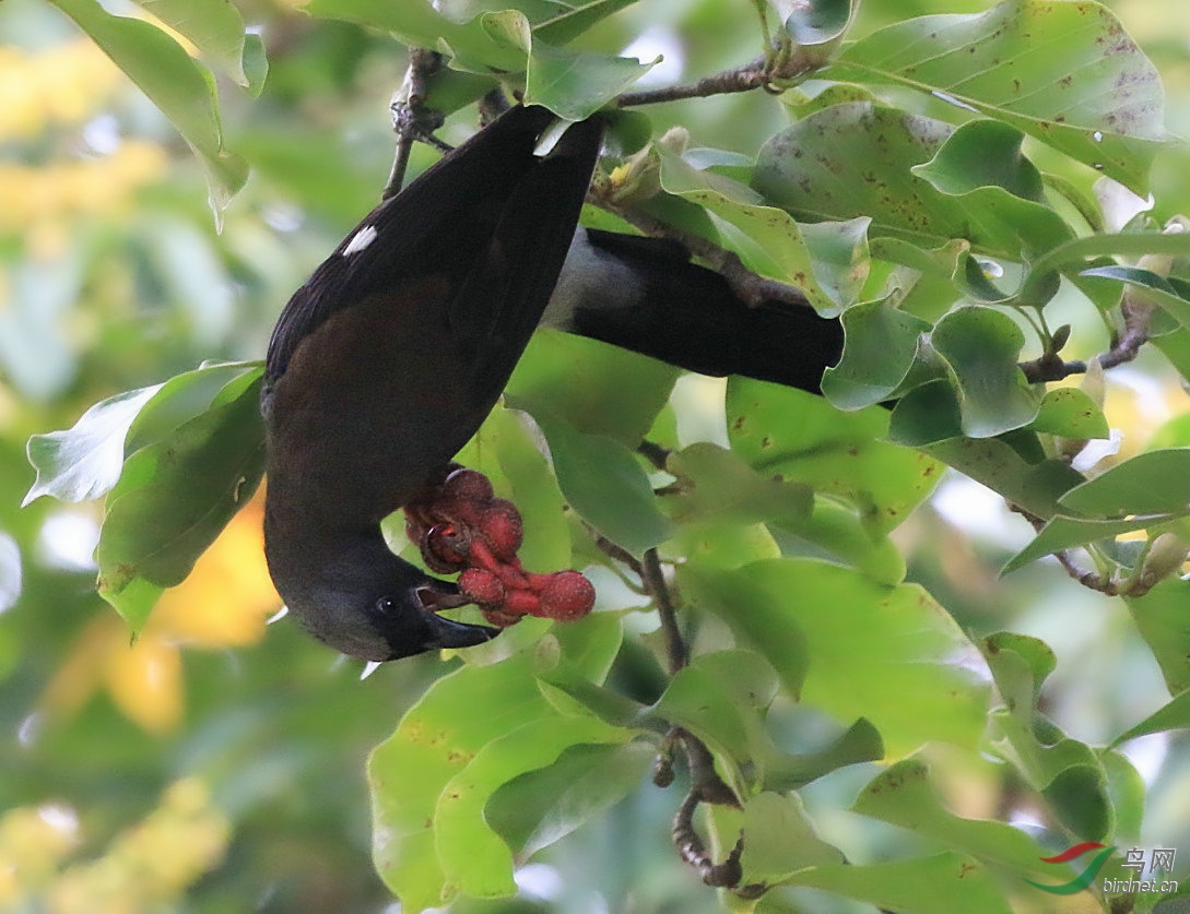 鸟儿吃二乔玉兰果