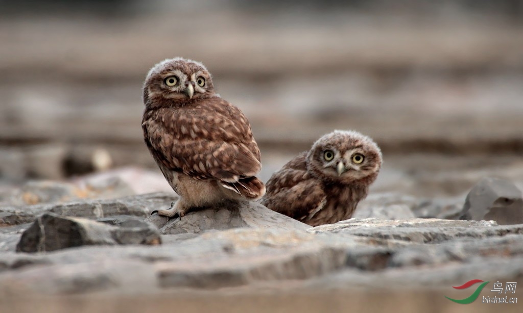 小鸮幼鸟萌萌哒