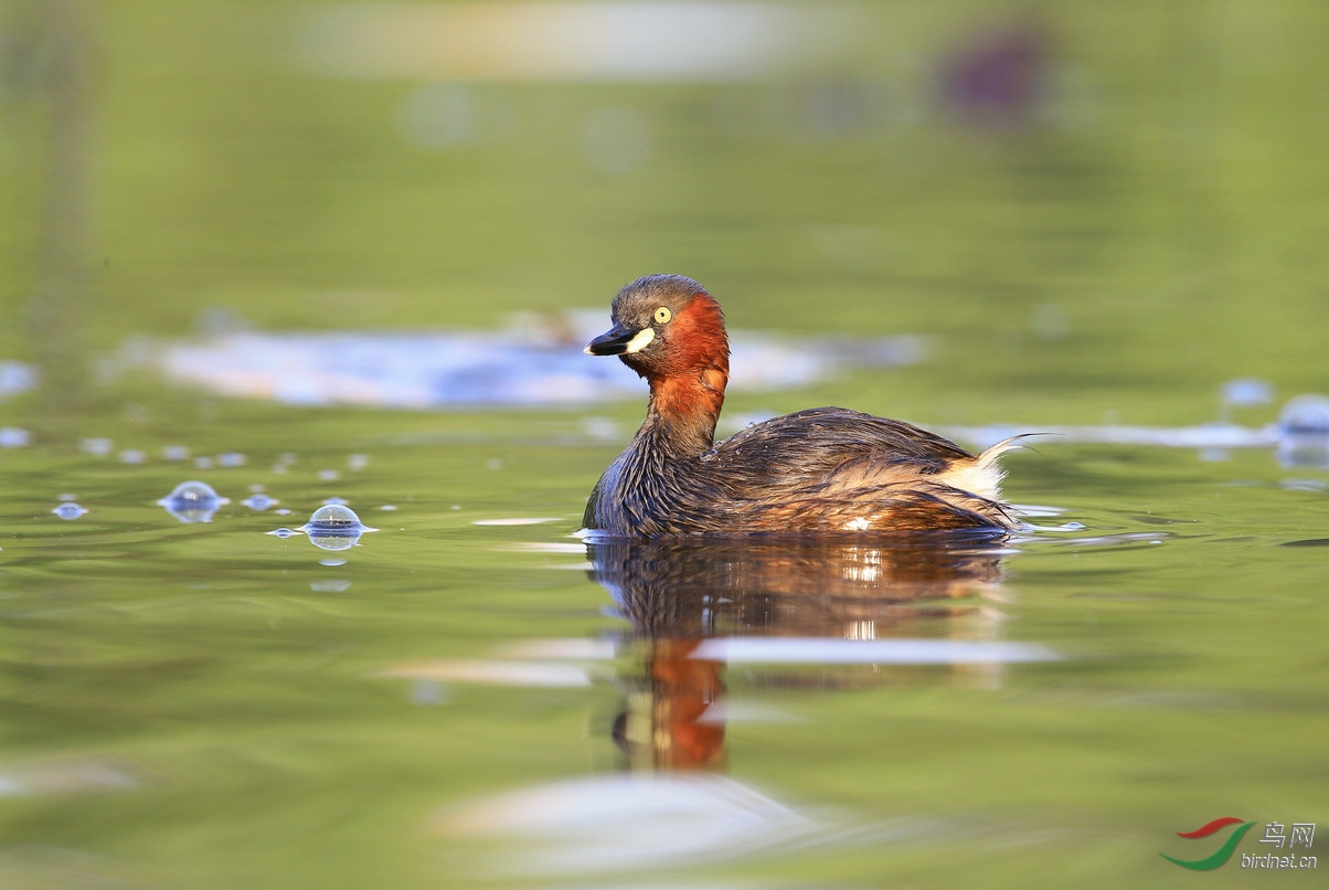 活泼可爱的小䴙䴘