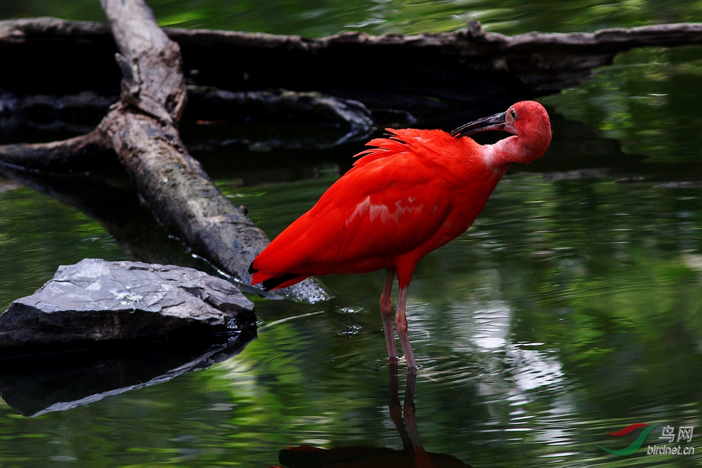 火红火红的鸟——赤鹮