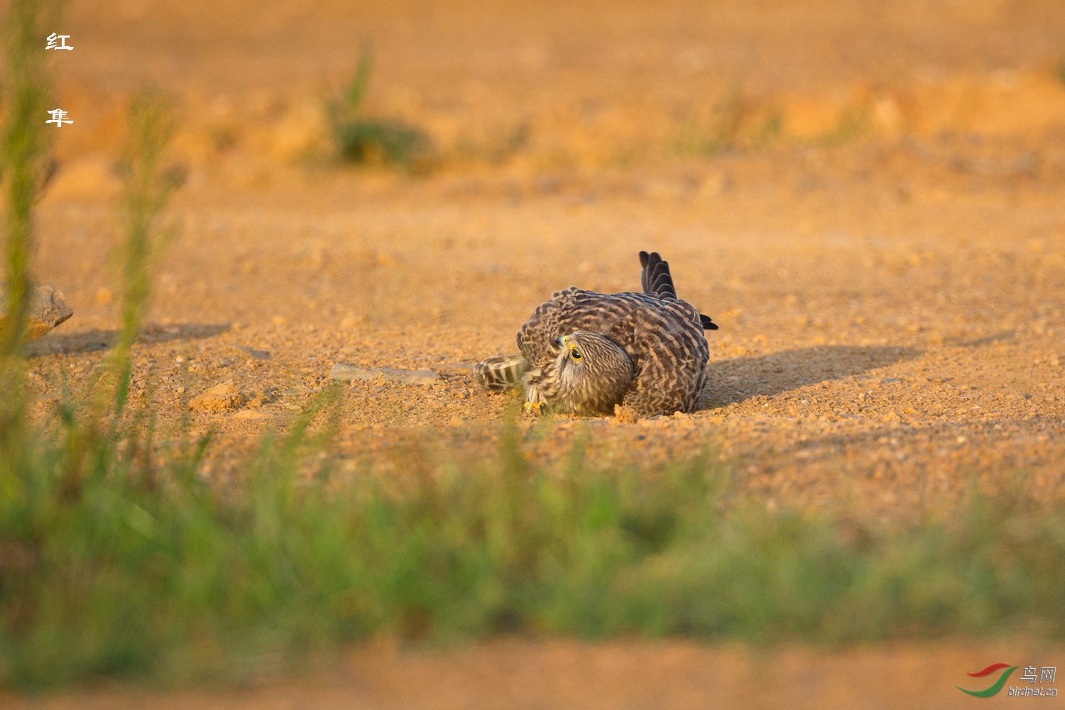 小红隼——沙浴
