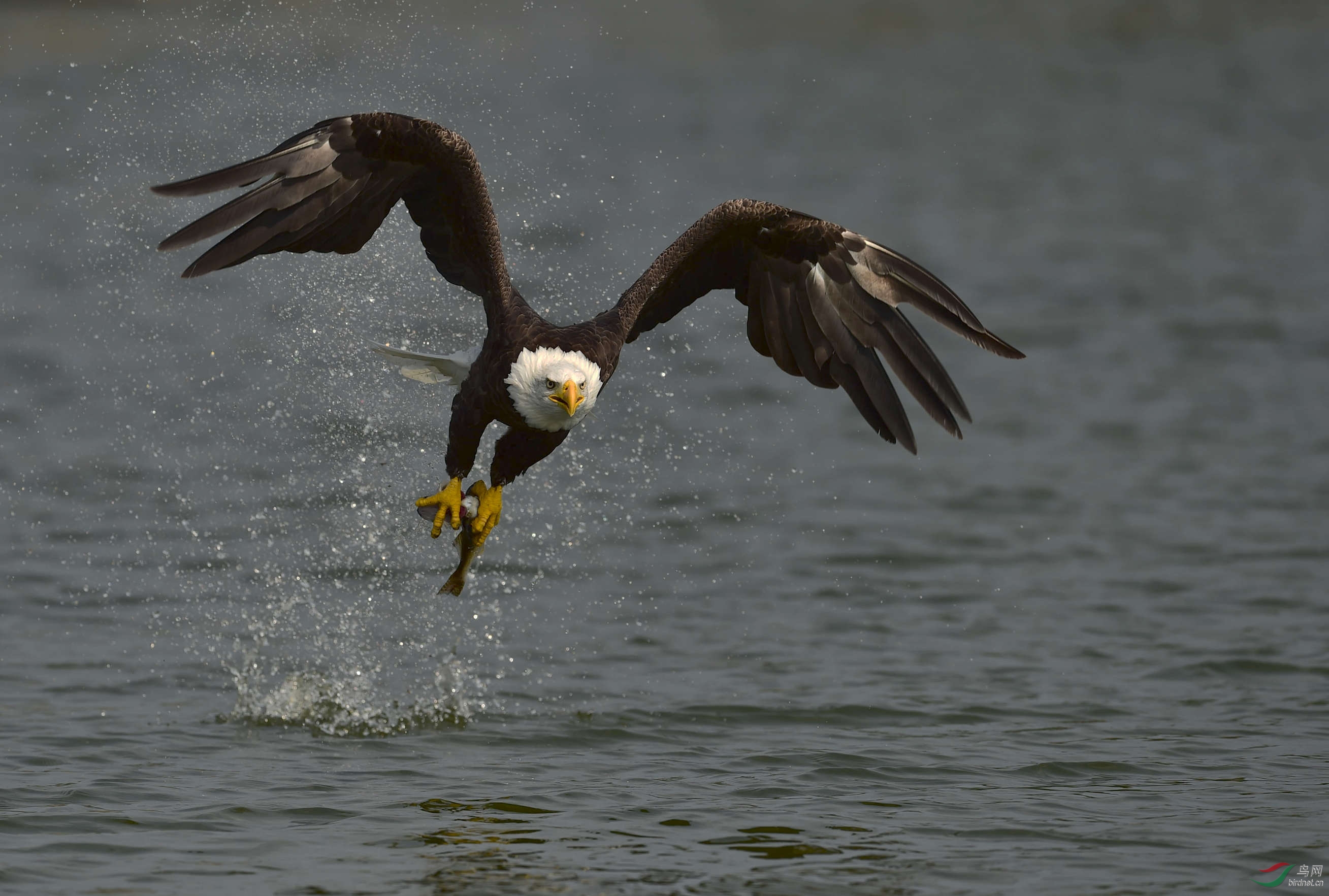 (白头海雕)一组白头鹰