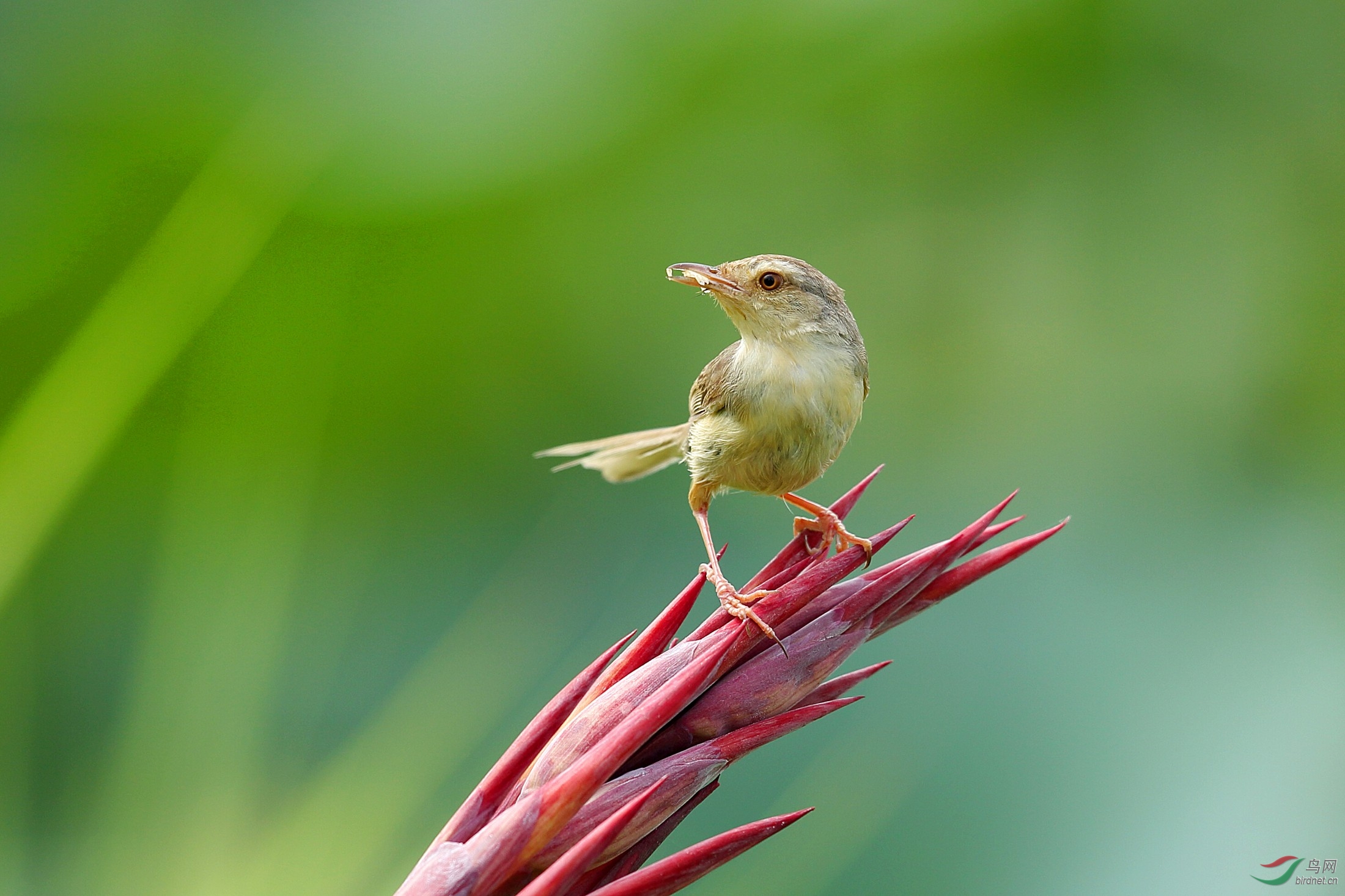 花尖上的鹪莺