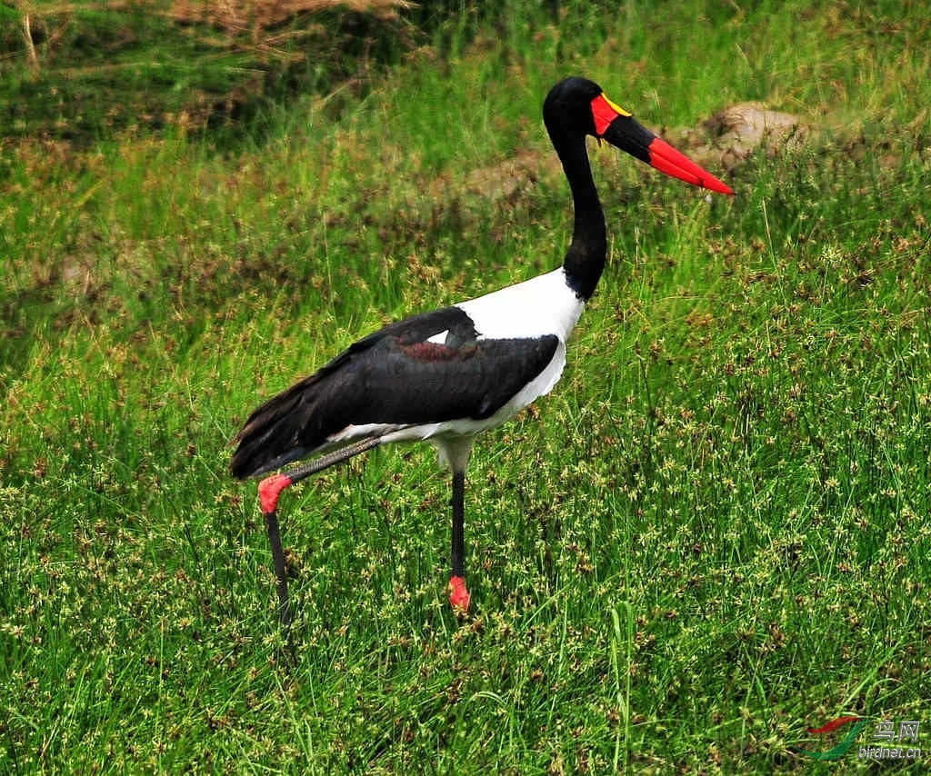 坦桑尼亚塔兰吉雷国家公园里的鞍嘴鹳   拉丁名:ephippiorhynchus