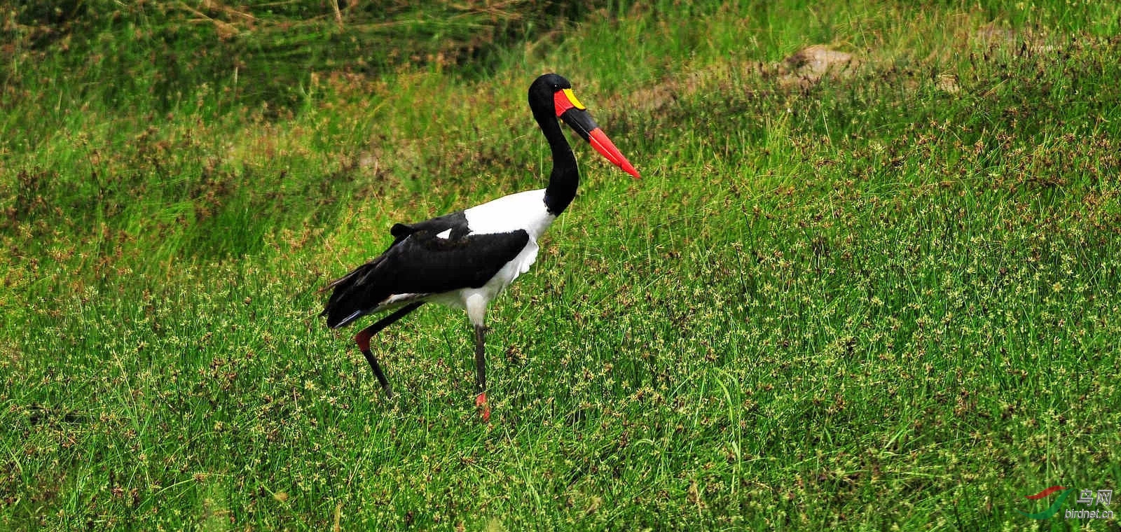 坦桑尼亚掠影--坦桑尼亚的鸟类