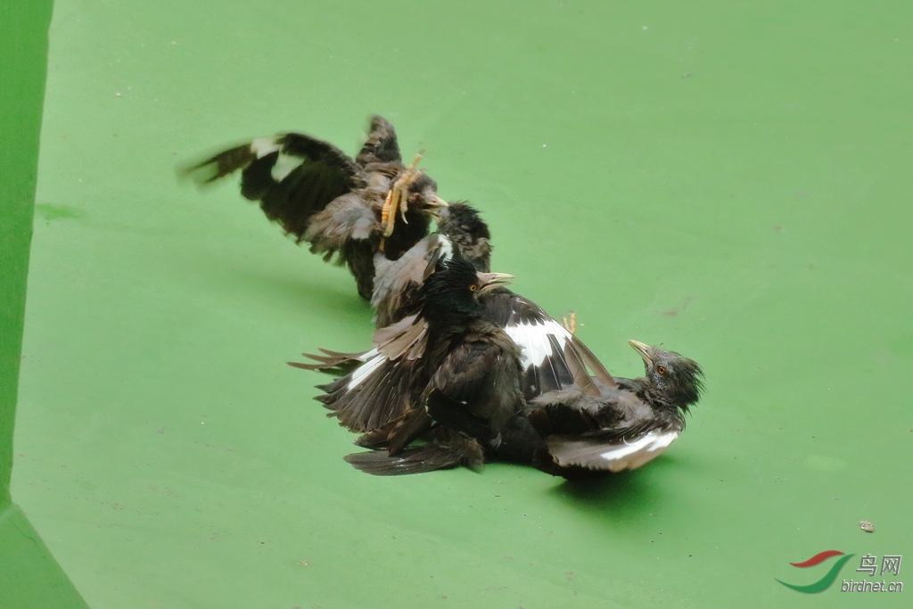 同类相残生死搏斗