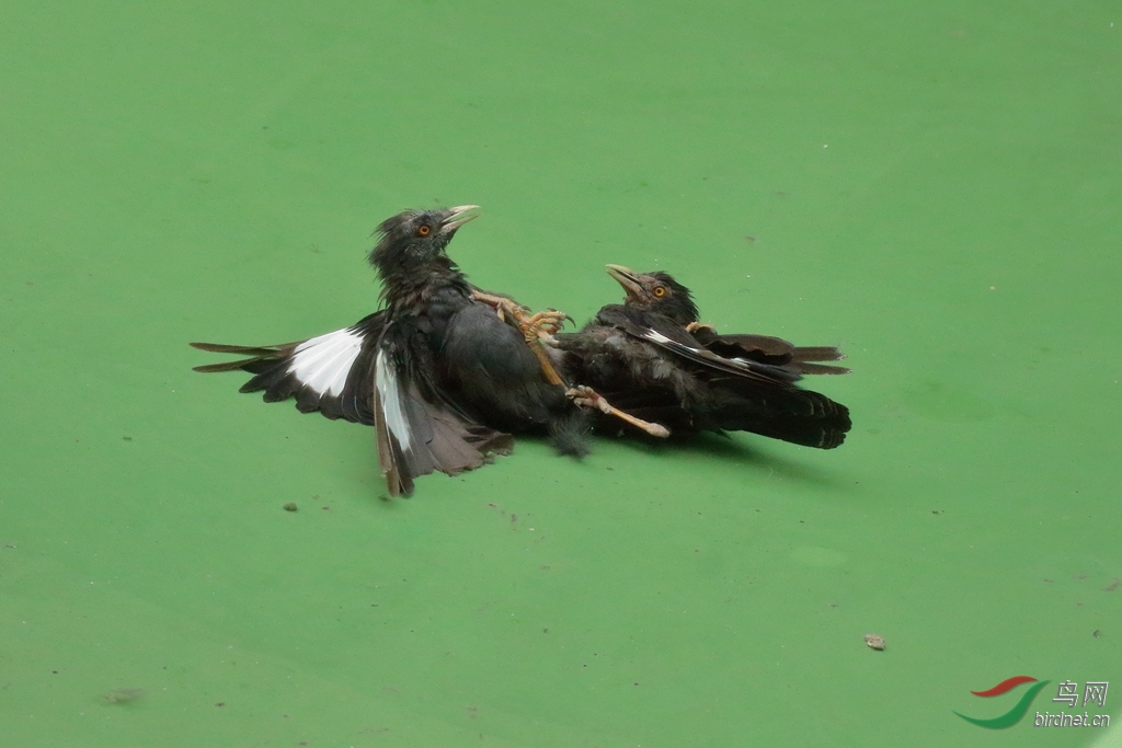 同类相残生死搏斗