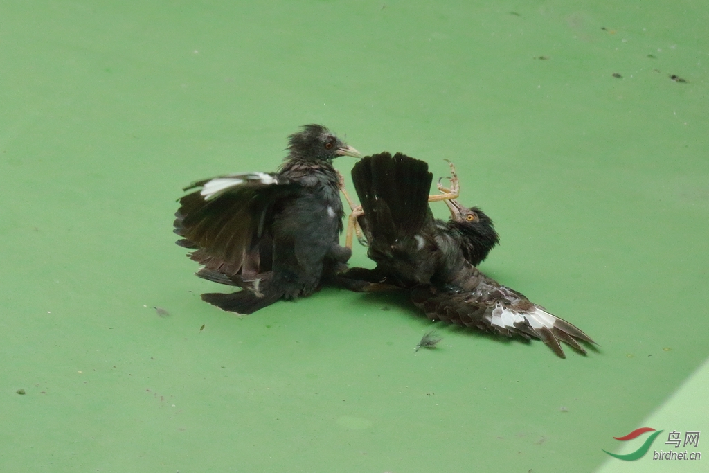 同类相残生死搏斗