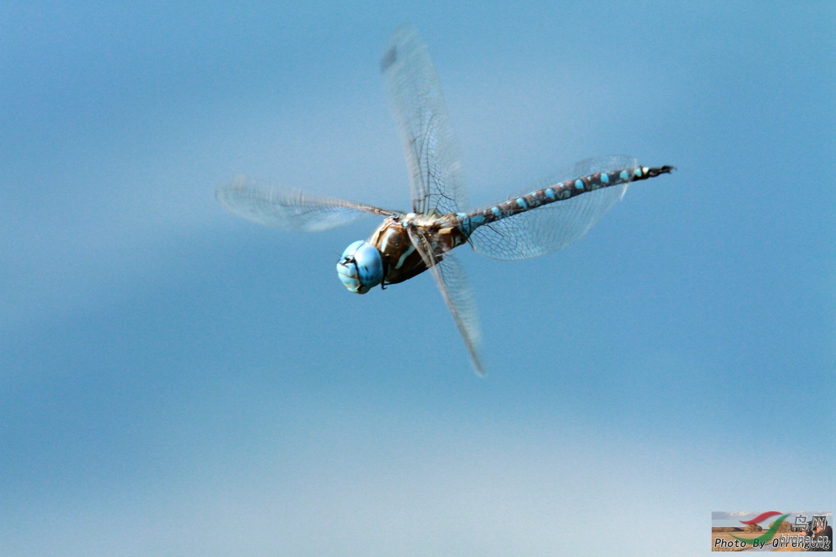 悬停的蓝蜻蜓