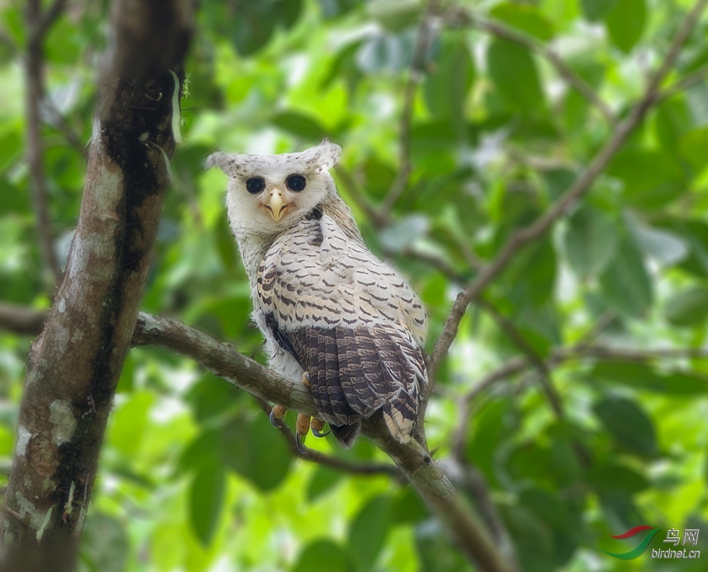 林雕鸮不幸夭折的林雕鸮