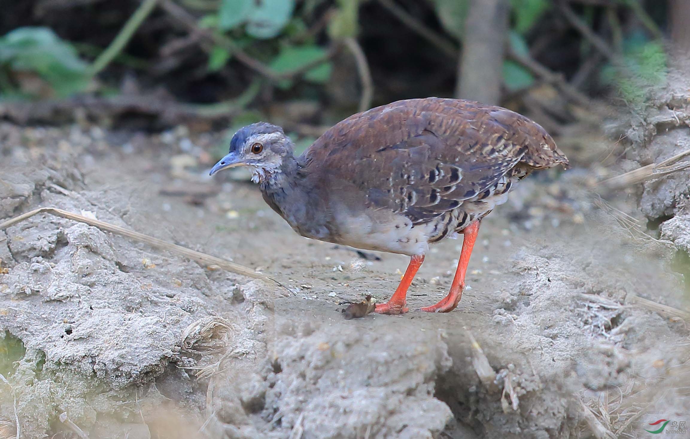 淡眉穴共鸟crypturellustransfasciatus