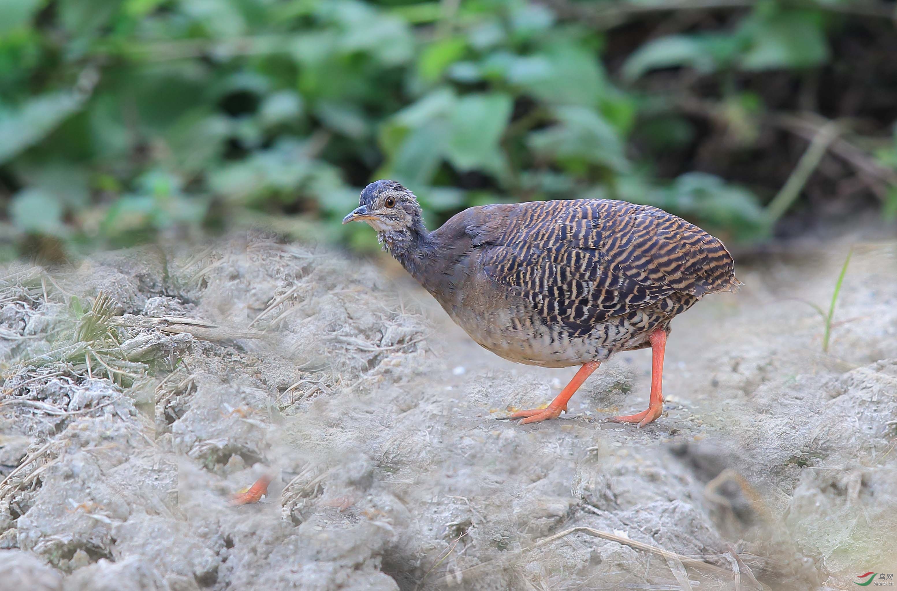 淡眉穴共鸟crypturellustransfasciatus