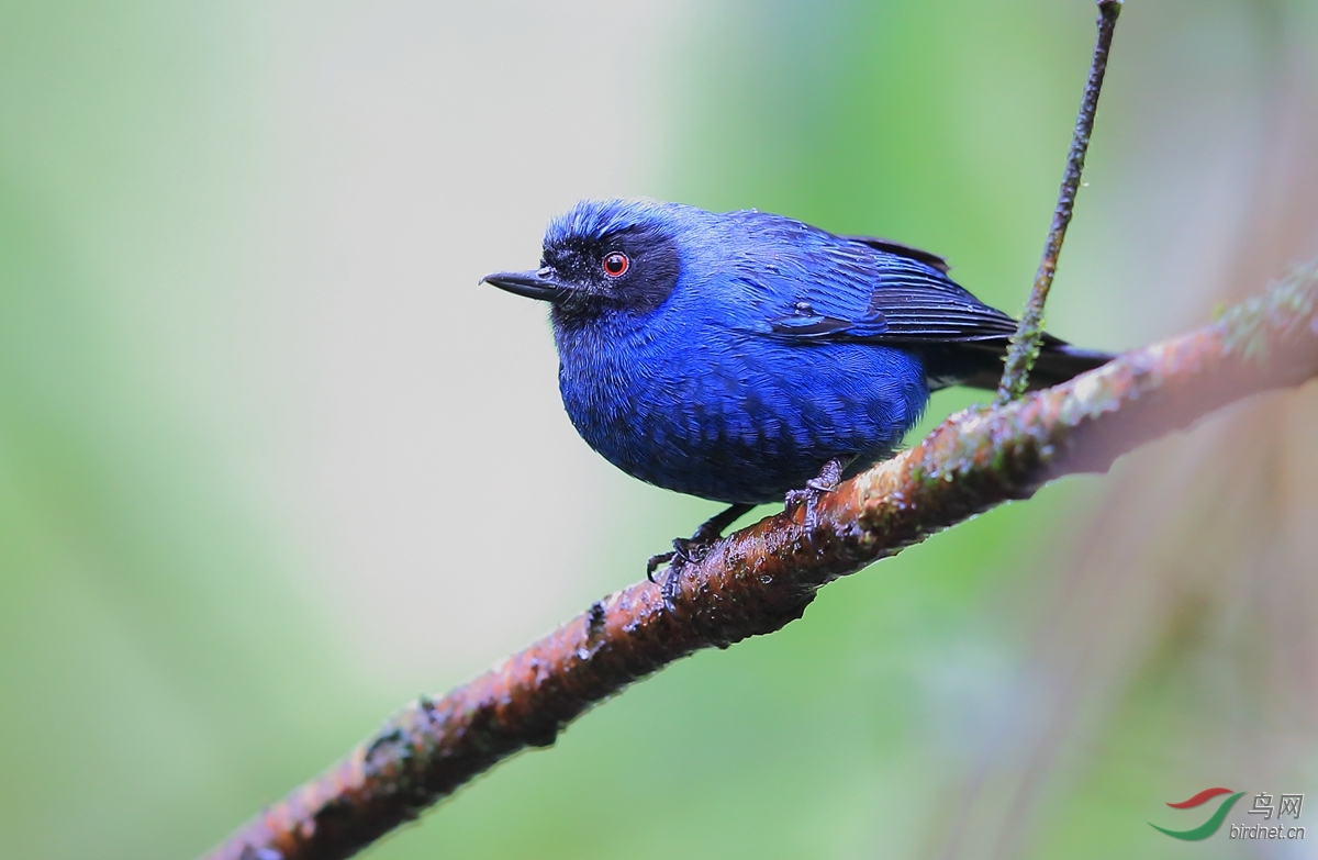 花脸刺花鸟maskedflowerpiercer