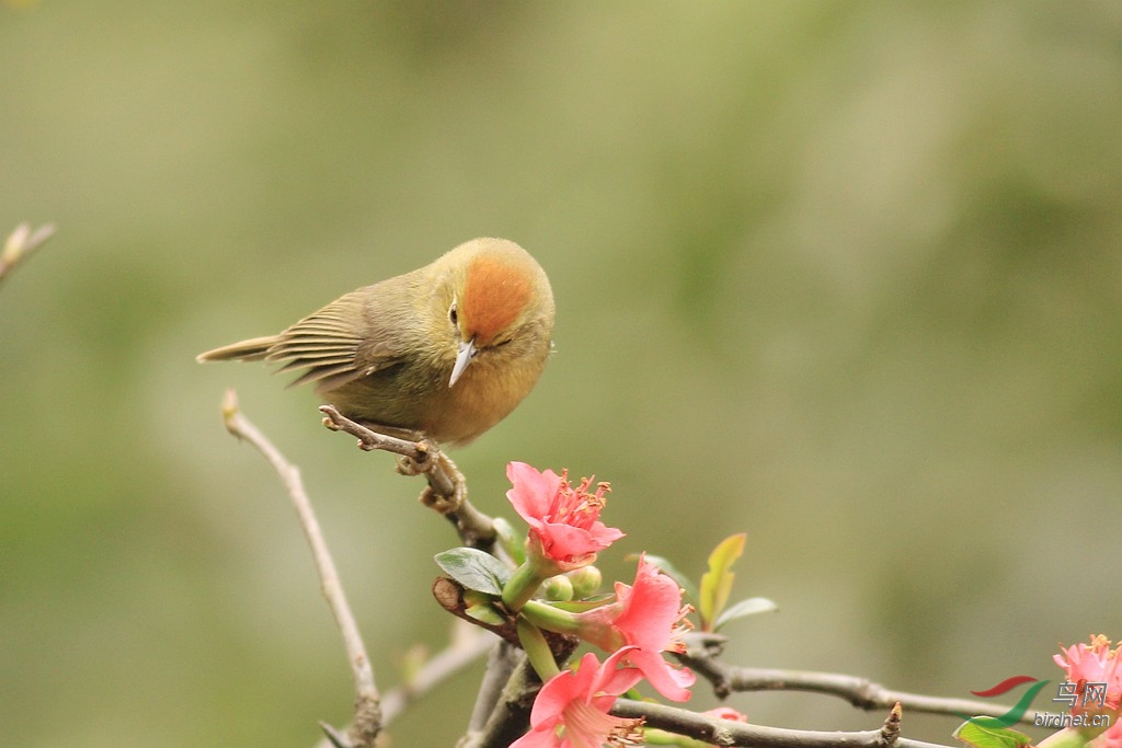红头与红花 - 艺术创意版 鸟网