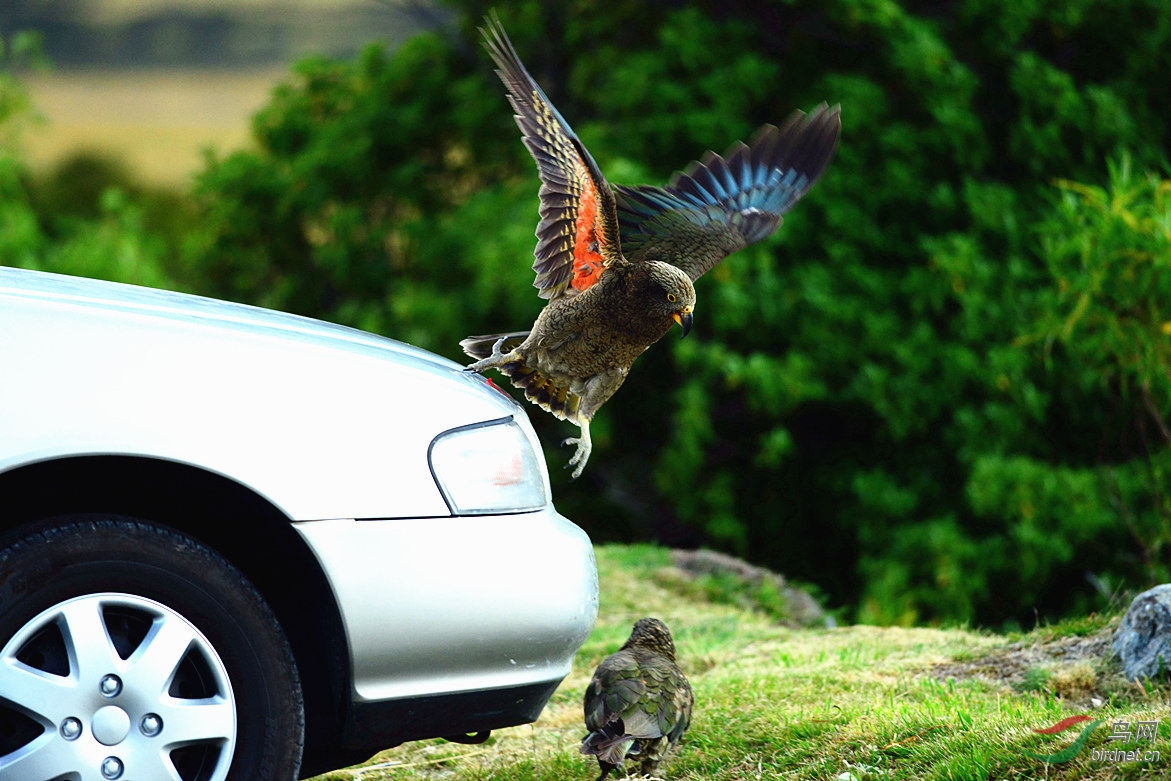 打斗的啄羊鹦鹉