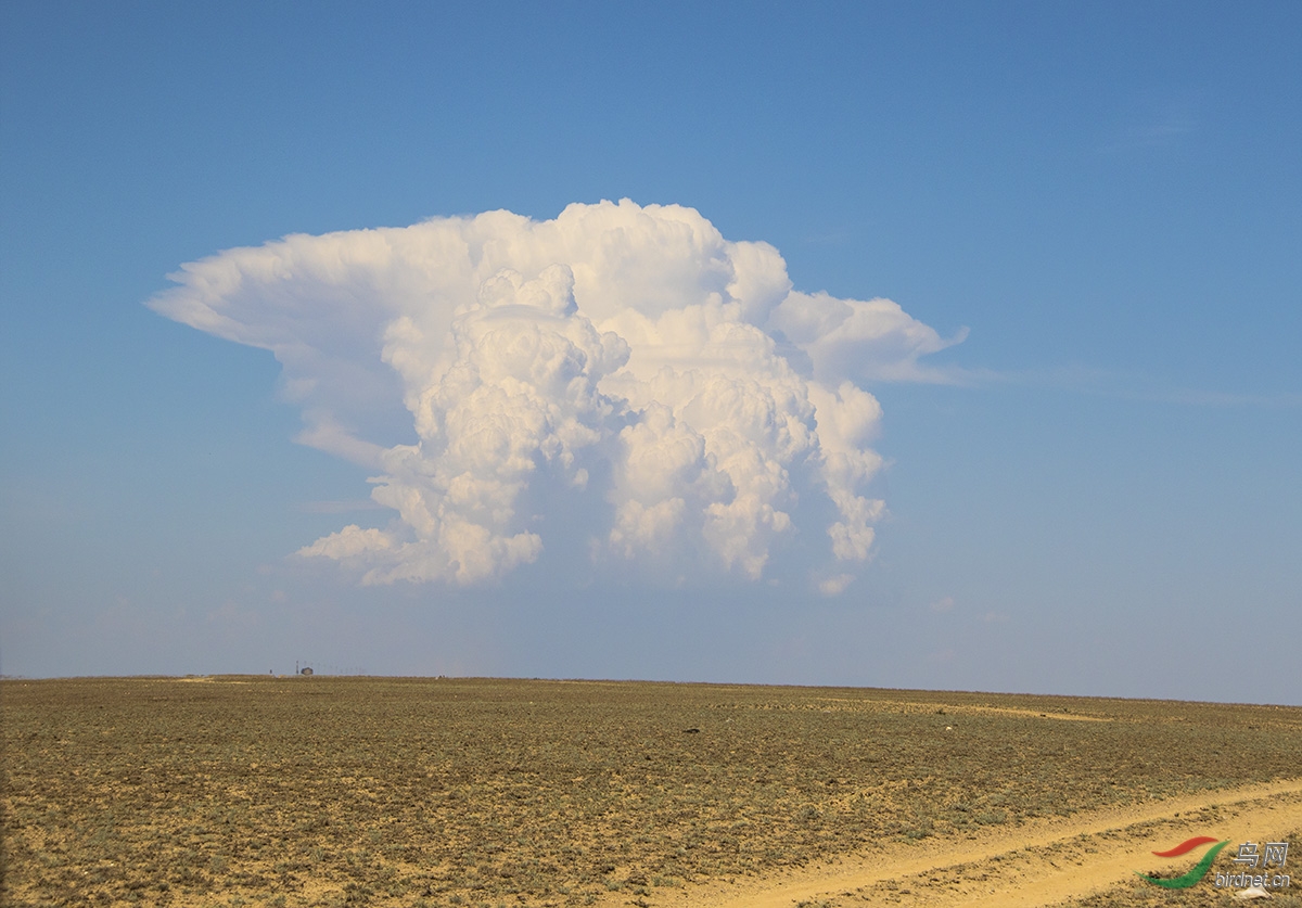 似熊非熊戈壁滩上的云