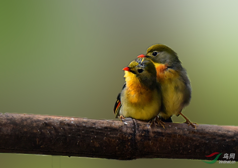 红嘴相思鸟——《相依》