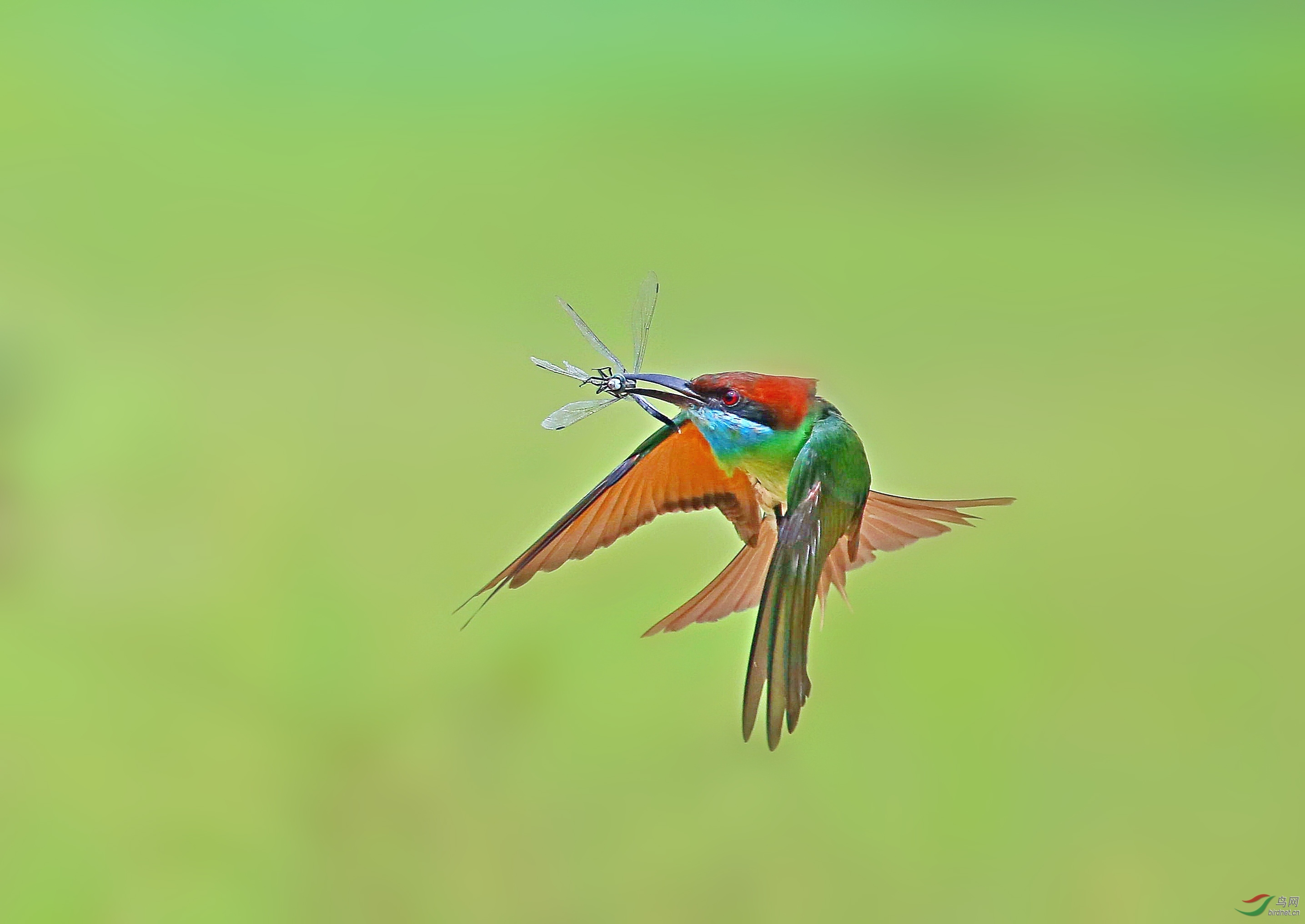 飞虎〈六〉 ( 画册 )