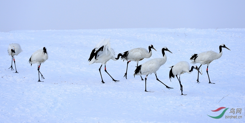 雪地丹顶鹤