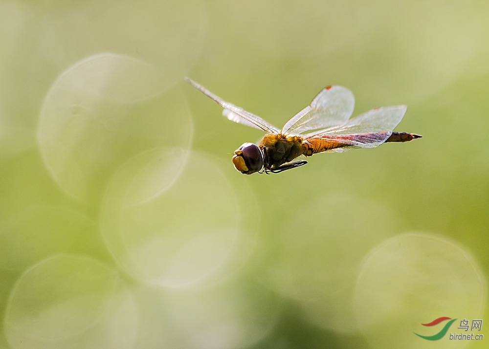 飞行的蜻蜓