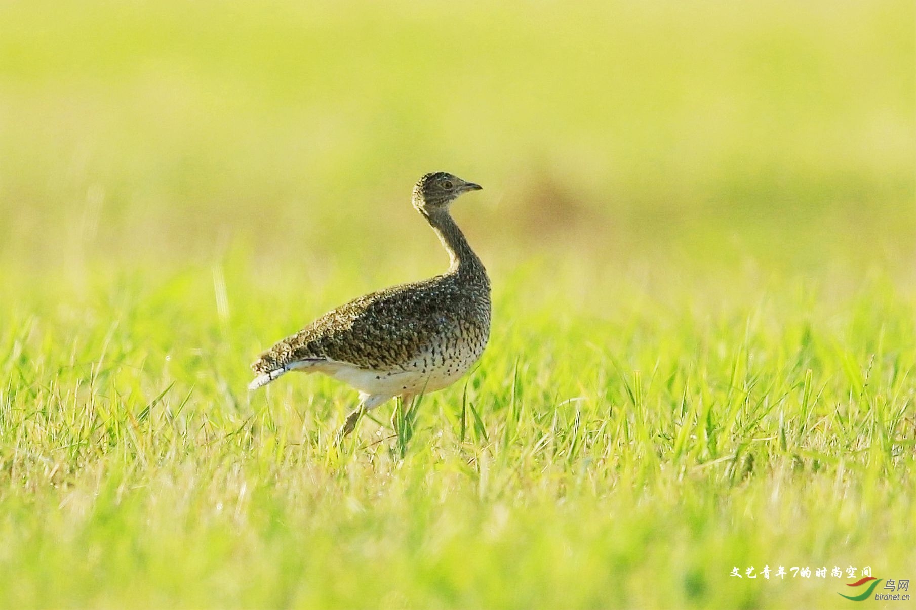 (小鸨)新友携小鸨感谢新疆鸟友