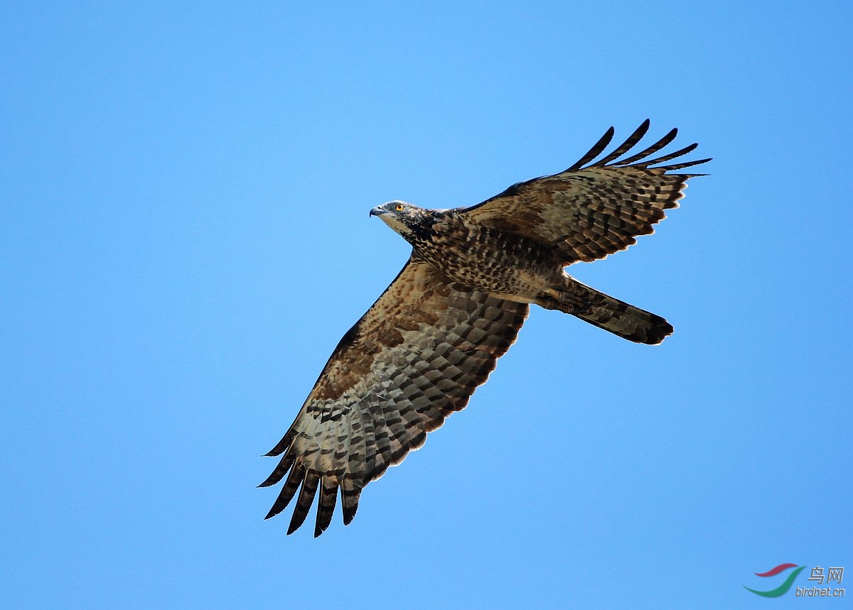 大鹏展翅-----蜂鹰