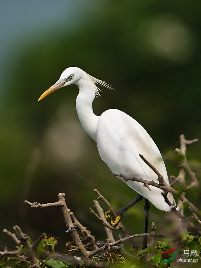 黄嘴白鹭