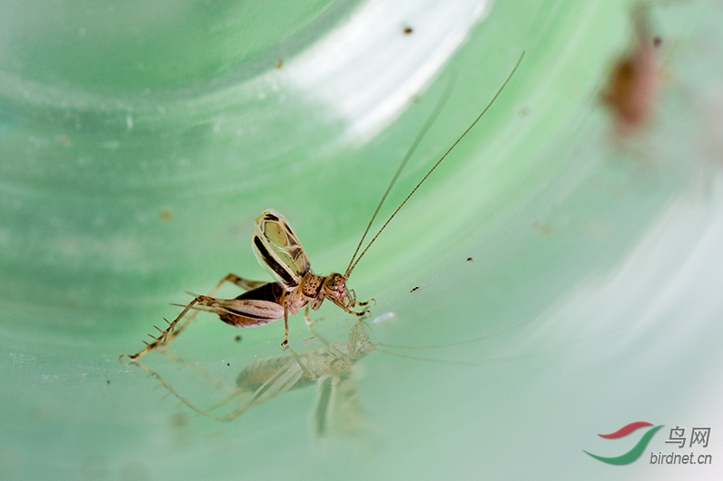 金蛉子特写