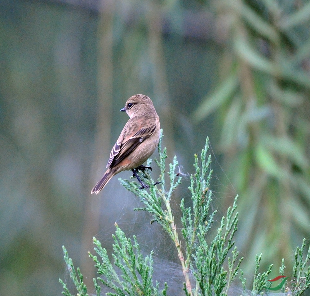求识别,黑腿,黑嘴