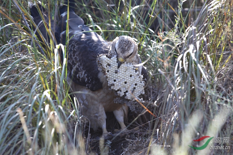 请教鸟名 吃蜂巢的鸟