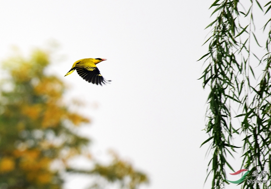 两只黄鹂鸣翠柳西安浐灞湿地