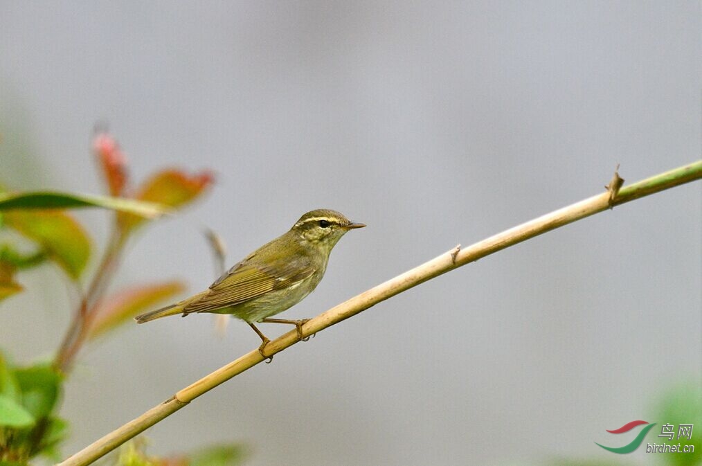 鸟类识别 bird identification 鸟网