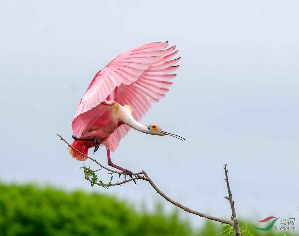 粉红琵鹭舞姿翩翩的玫瑰琵鹭