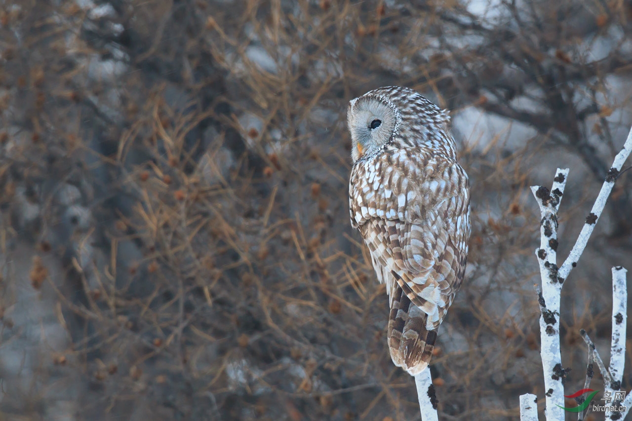 长尾林鸮长尾林鸮uralowl贺每日精华第1图