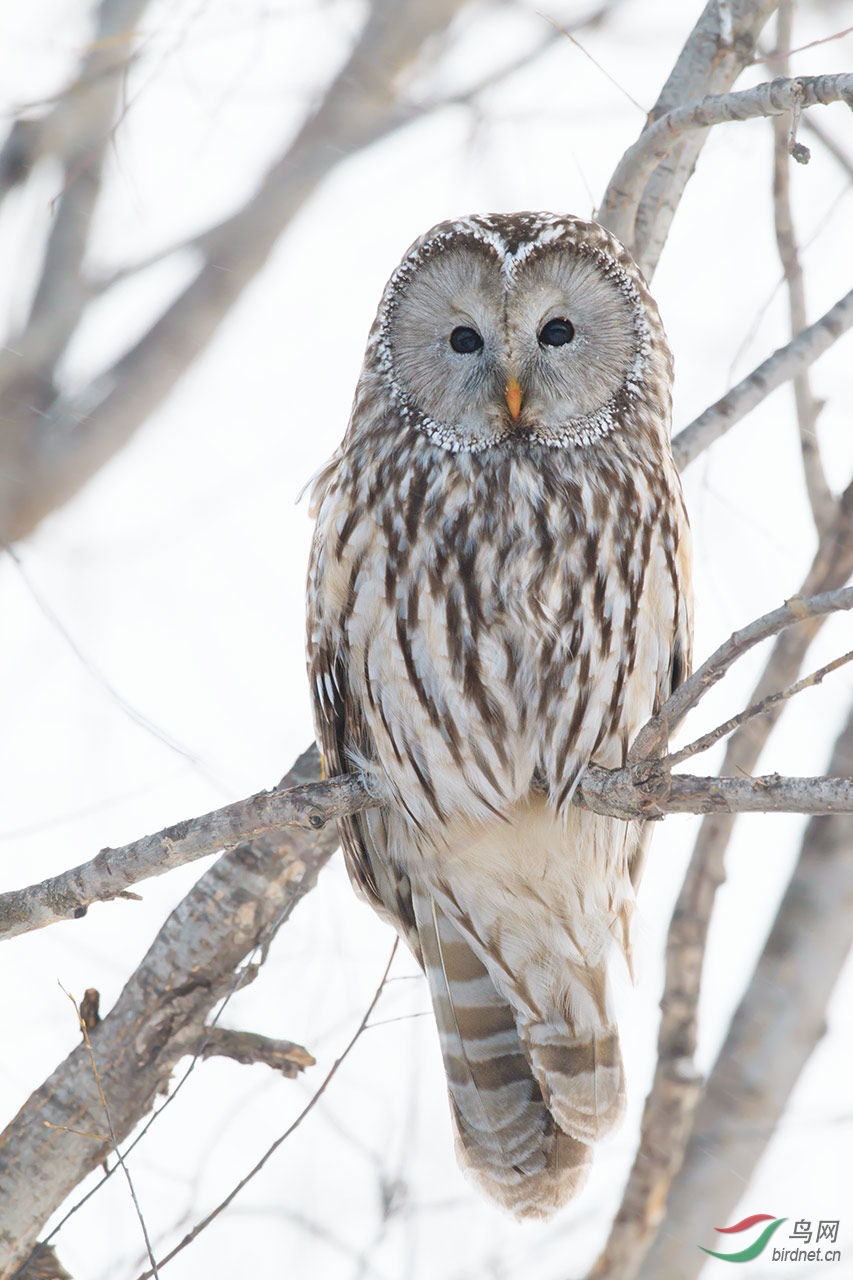 长尾林鸮长尾林鸮uralowl贺每日精华第1图