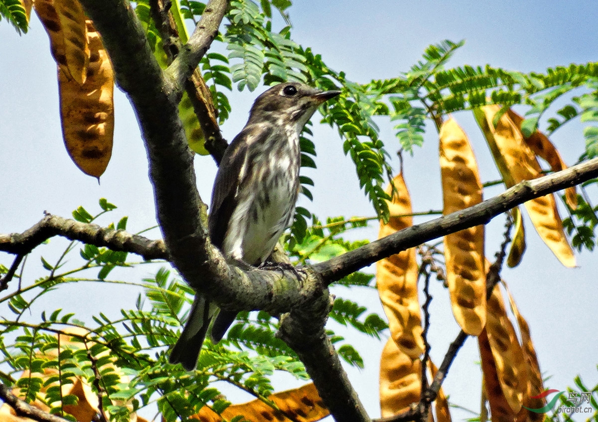 DSC06491 ����.jpg