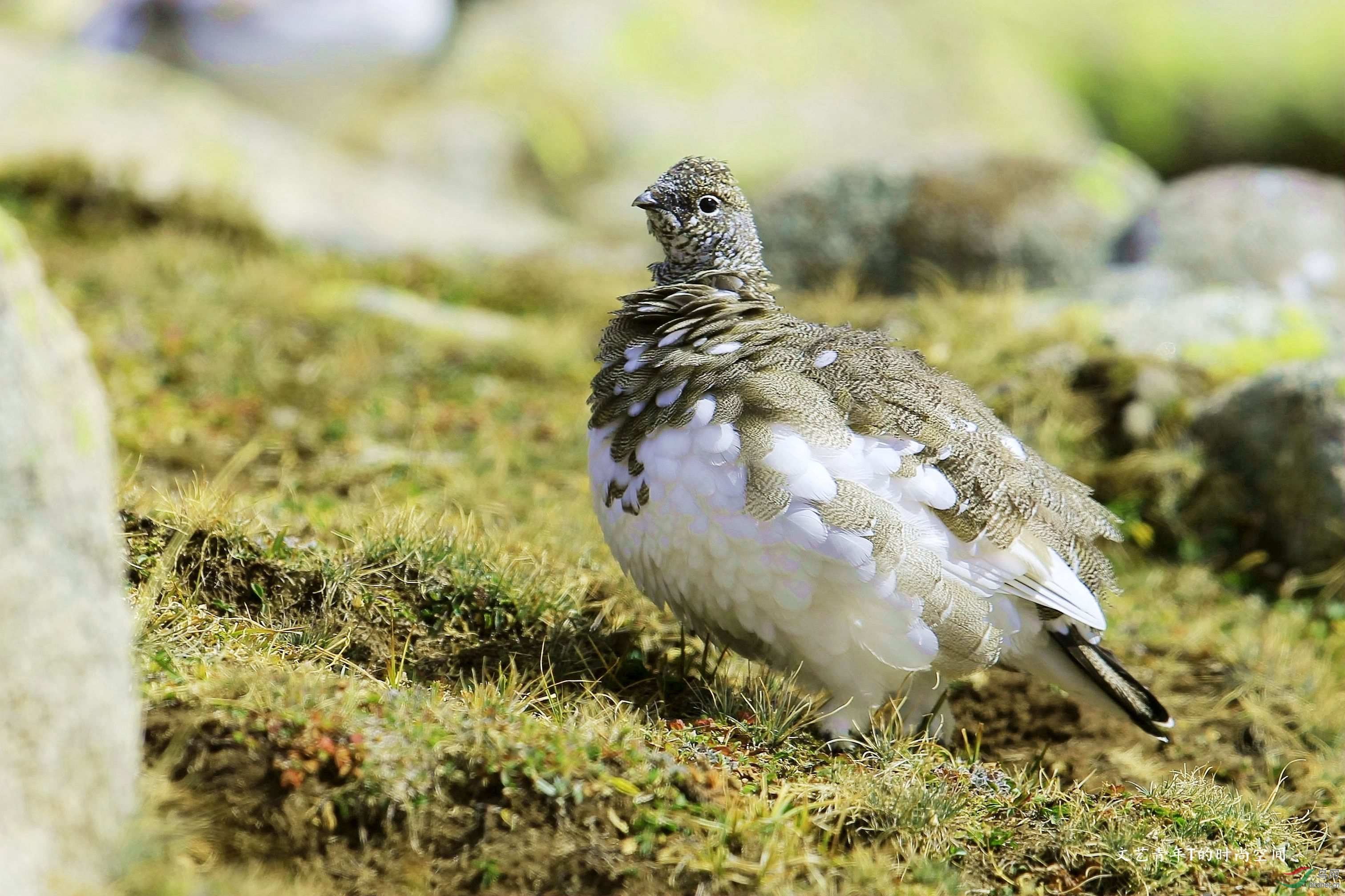 (岩雷鸟)非常辛苦的找到它—岩雷鸟