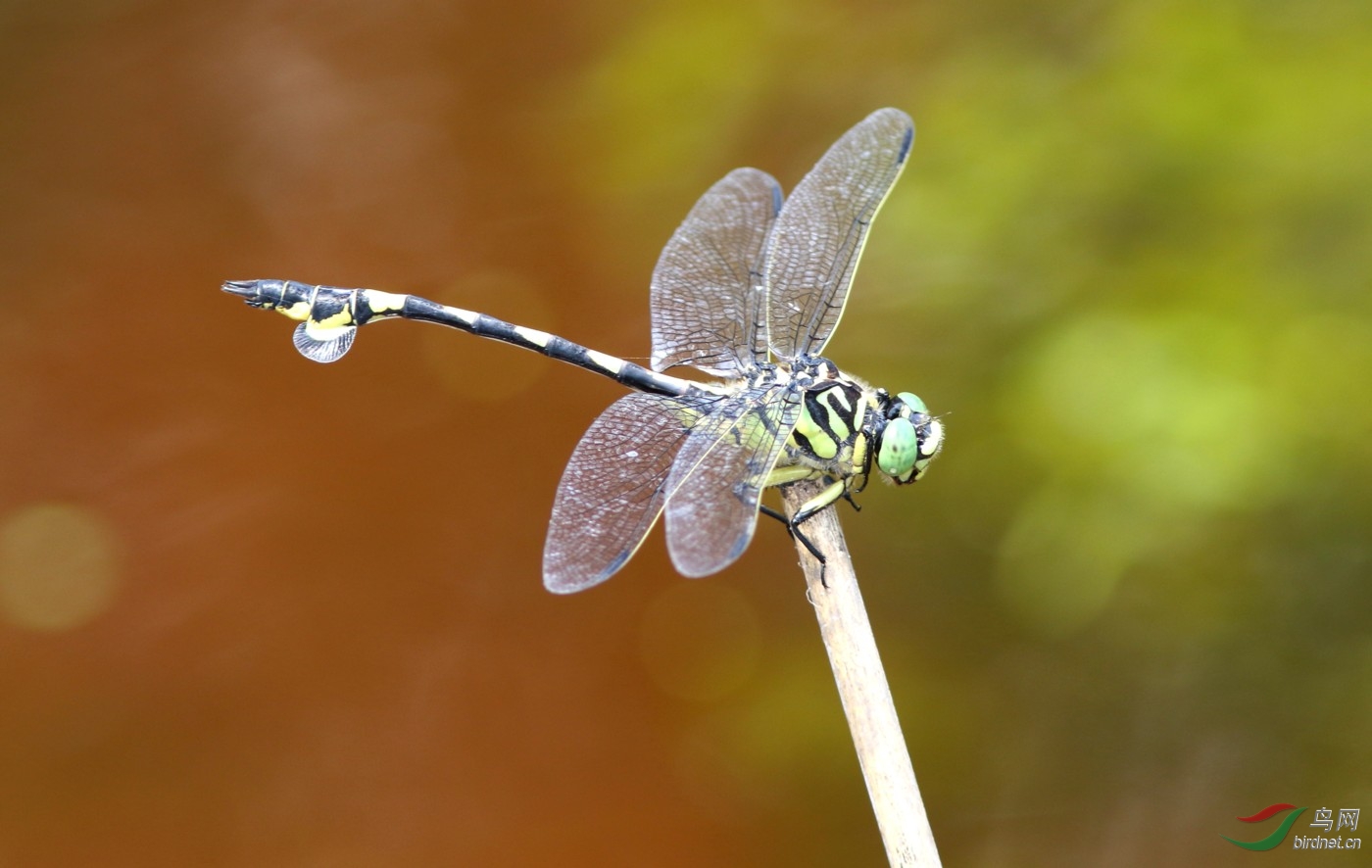 192A0467y.JPG
